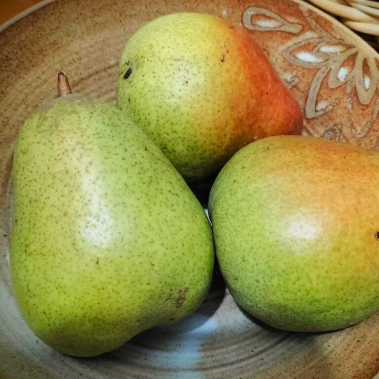 BERGAMOTTE PHILIPPOT, kont.