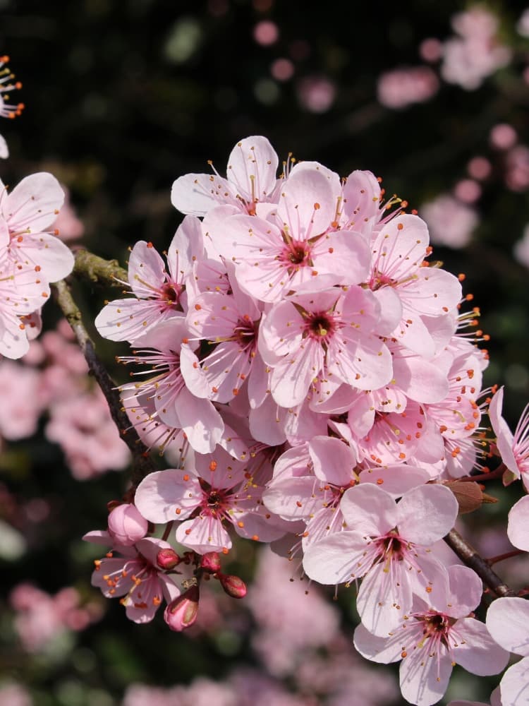 PURPUREA (P. spinosa), kont.