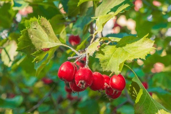 MAYHAW (Crataegus aestivalis), kont.