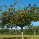 Hloh MAYHAW, kont.