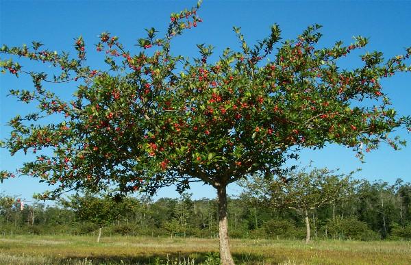Hloh MAYHAW, kont.