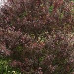 Trnka PURPUREA, kont.