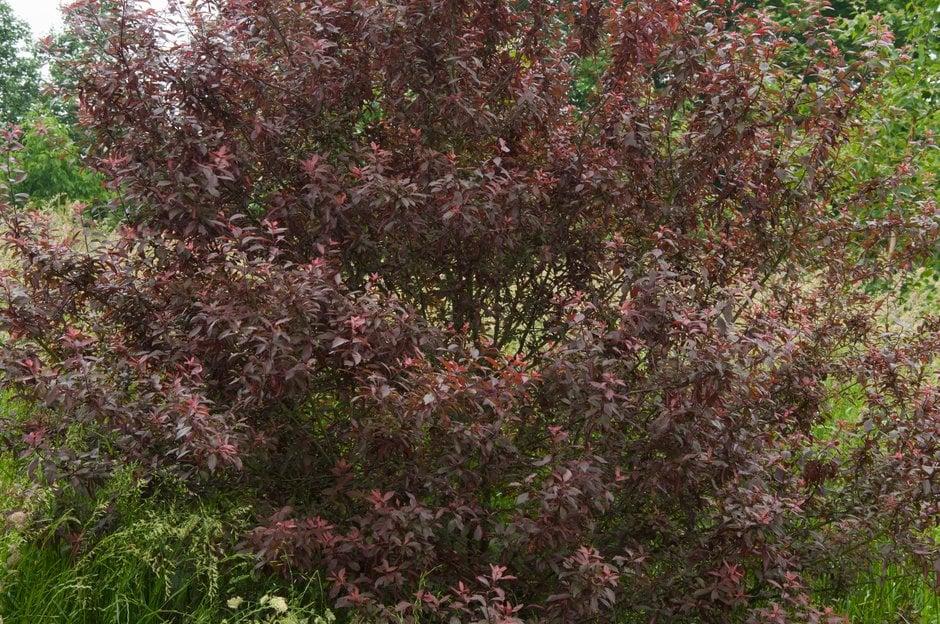Trnka PURPUREA, kont.