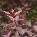 Trnka PURPUREA, kont.