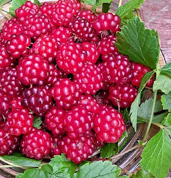 ROBERT (R. arcticus), kont.