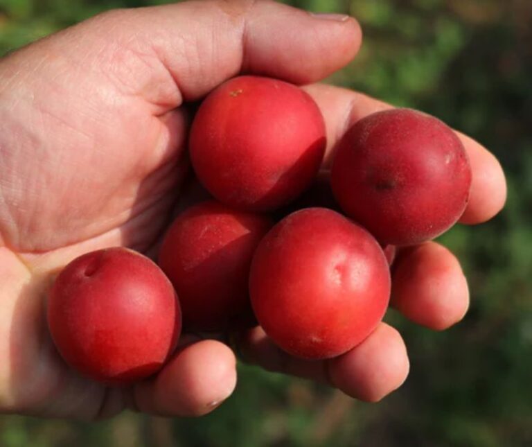 VESUVIANA ROSSA, kont.