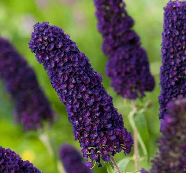 BUDLEJA "BLACK KNIGHT", C2