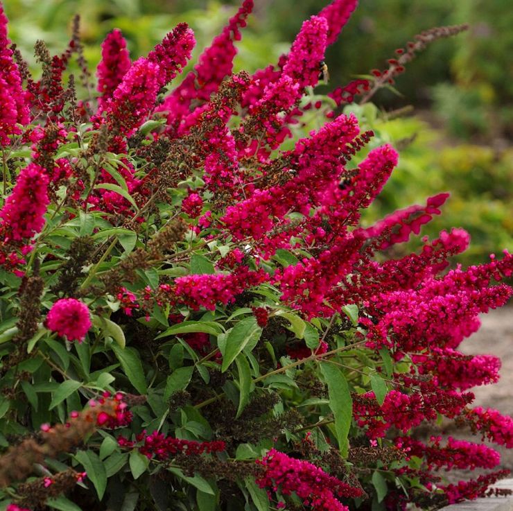 BUDLEJA "SUMMER BEAUTY", C2