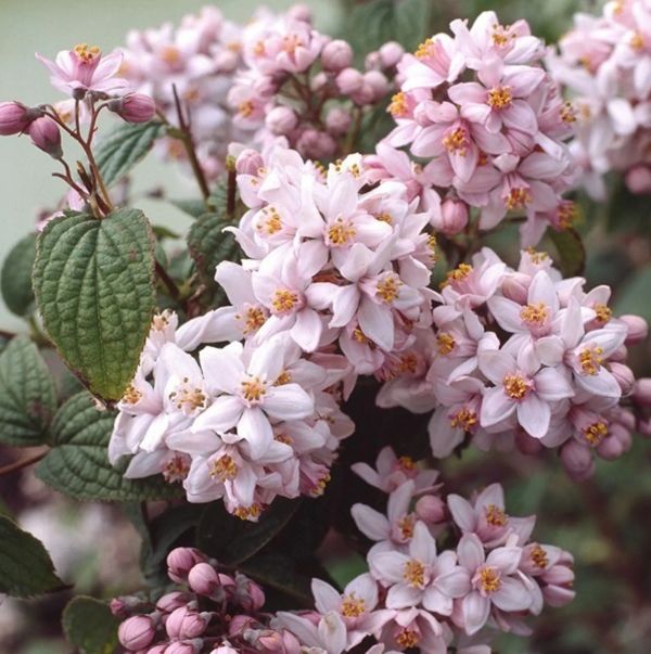DEUTZIA "MONT ROSE", C2