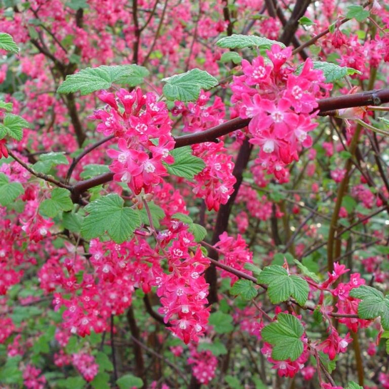RIBES SANGUINEUM "PULBOROUGH SCARLET", C2