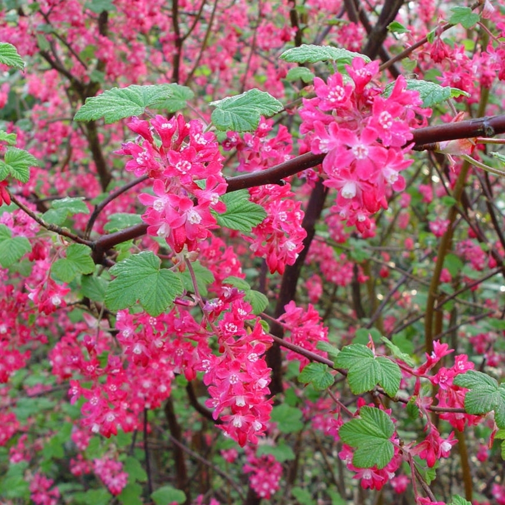 RIBES SANGUINEUM "PULBOROUGH SCARLET", C2