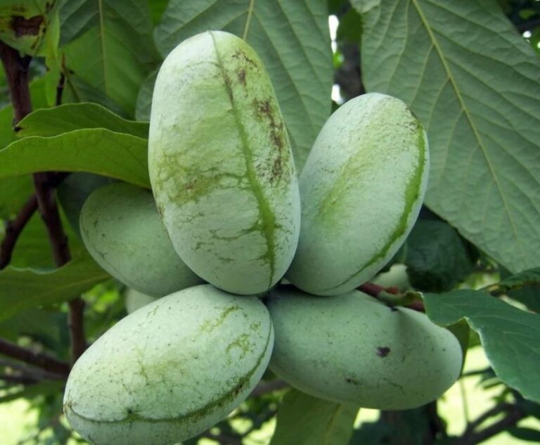 PAW PAW "GOLDEN 3", kont.