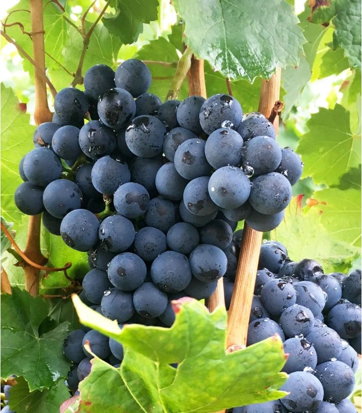 EARLY CAMPBELL, kont.