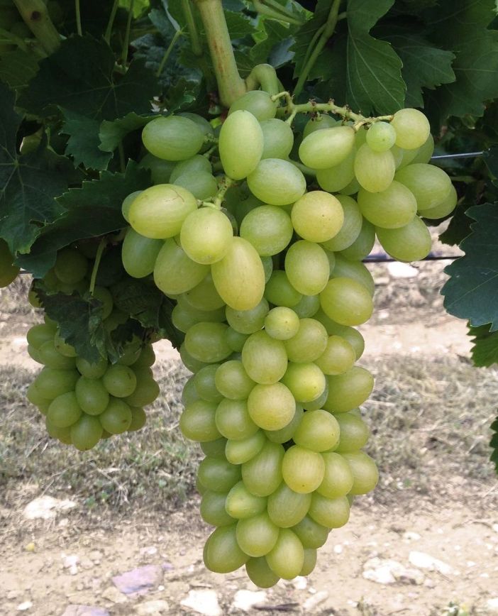 REGAL SEEDLESS, kont.