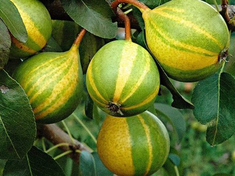 SCHWEIZER HOSE, kont.