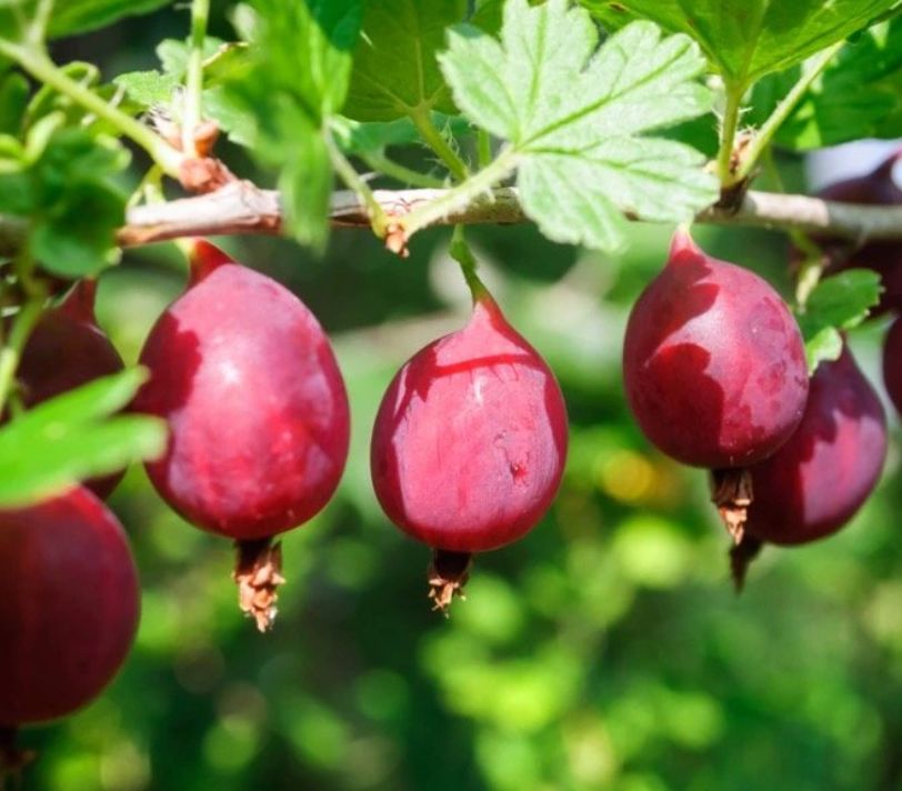 WORCHESTER strom, kont.