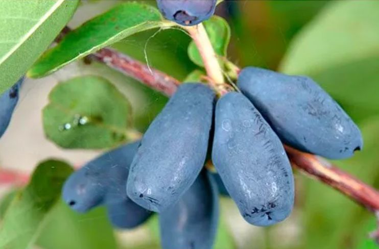 GOLUBOE VERETENO, kont.