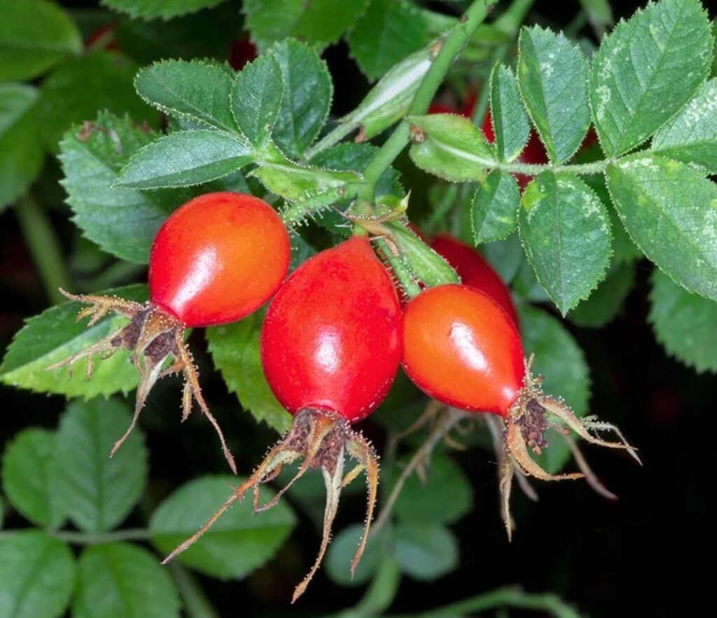 RUŽA HRDZAVÁ (R. rubiginosa), kont.