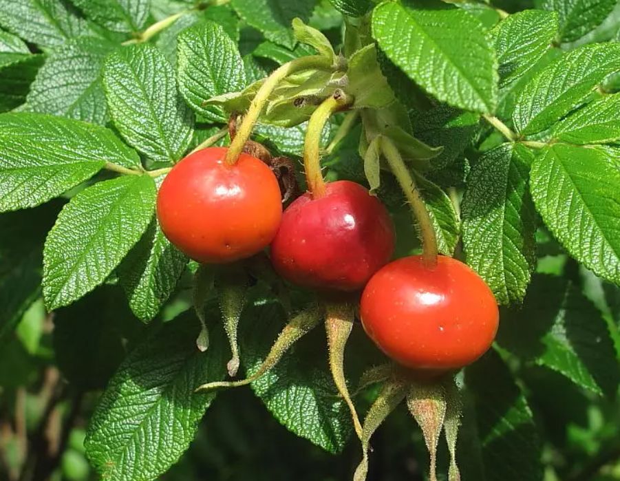 ROTES MEER (R. rugosa), kont.