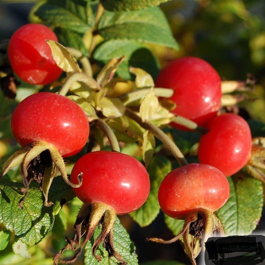 ROSA ZWERG (R. rugosa), kont.
