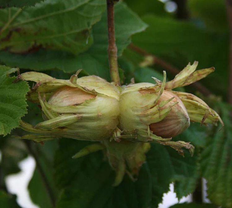 GUNSLEBERT ker, kont.