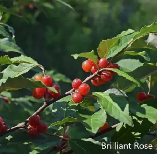 BRILLIANT ROSE (Elaeagnus umbellata), kont.