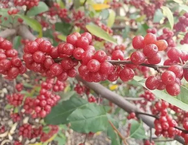 JEWEL (Elaeagnus umbellata), kont.