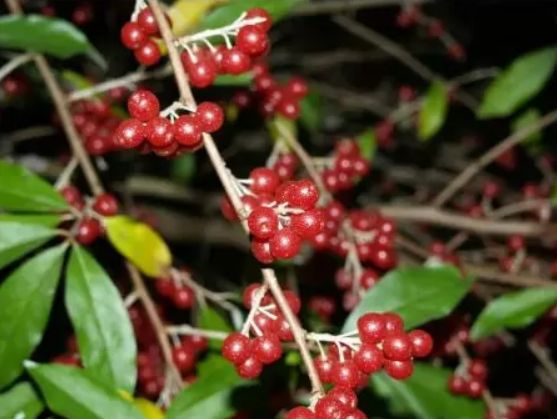 RUBY (Elaeagnus umbellata), kont.