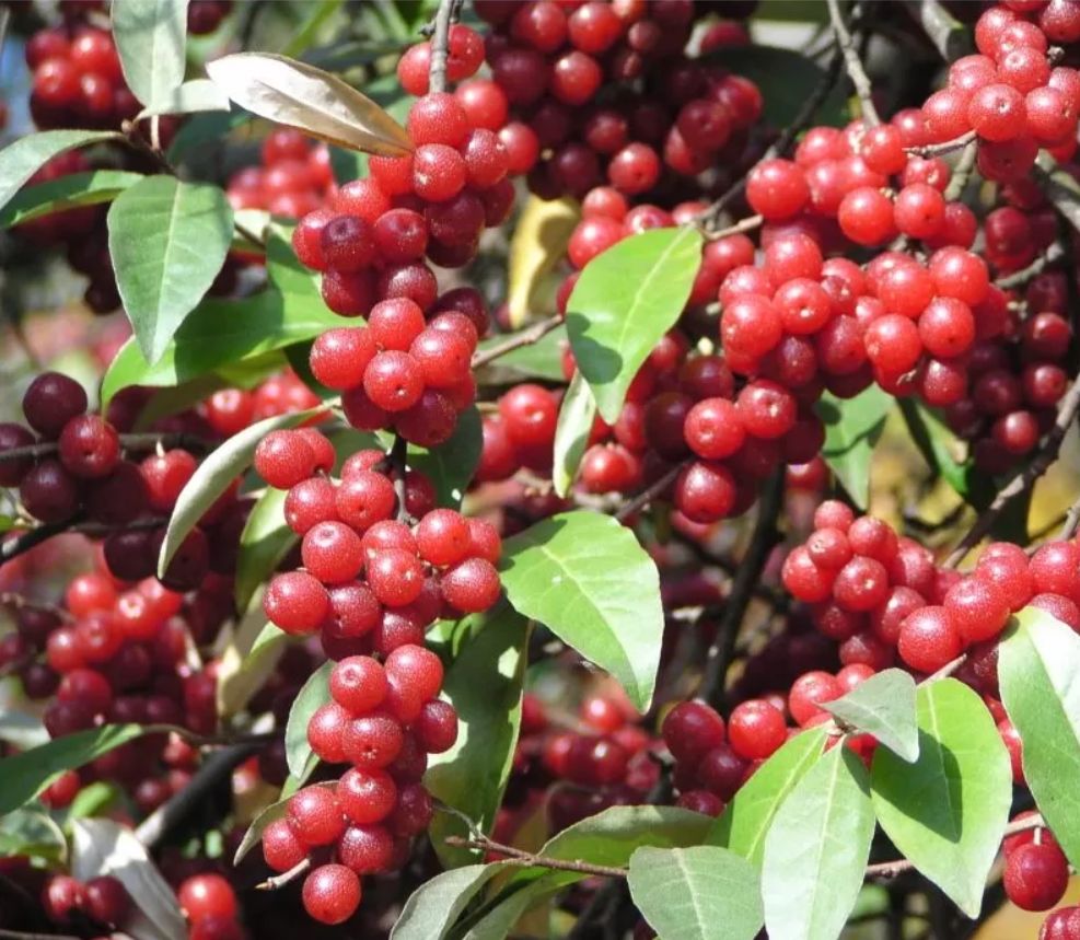 VENEDELD (Elaeagnus umbellata), kont.