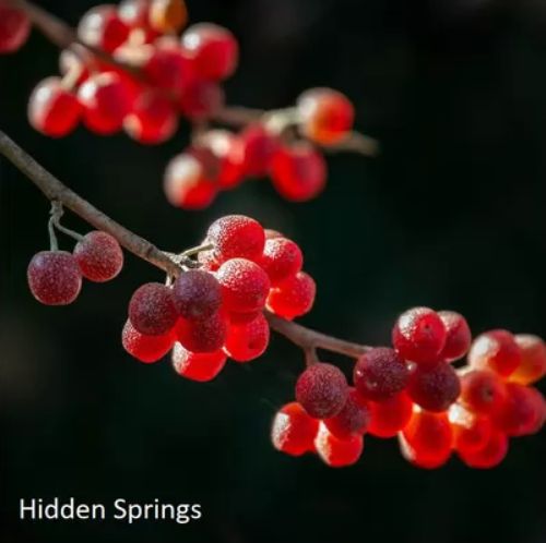 HIDDEN SPRINGS (Elaeagnus umbellata), kont.