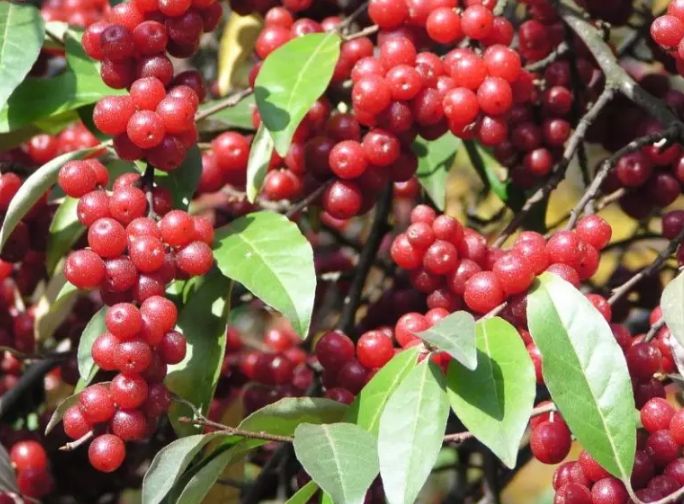 GARNET (Elaeagnus umbellata), kont.