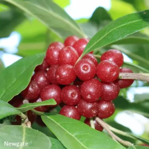 NEWGATE (Elaeagnus umbellata), kont.