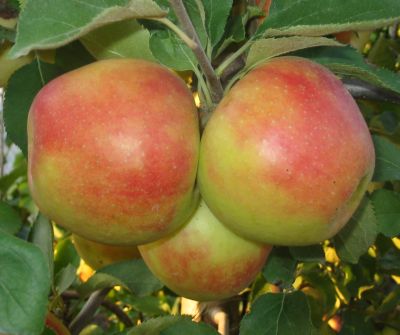 BOSCOOPSKE ČERVENÉ, M26