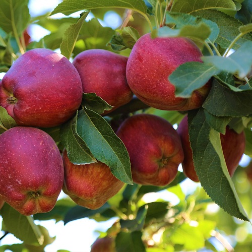 STARKING DELICIOUS, M26