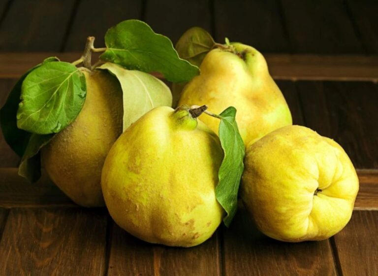 TRUNCUSKAJA (Cydonia oblonga)