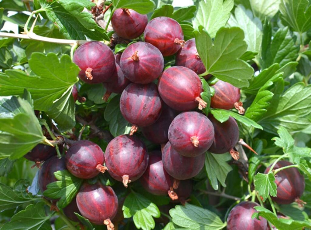 KRASNOSLAWIANSKIJ strom