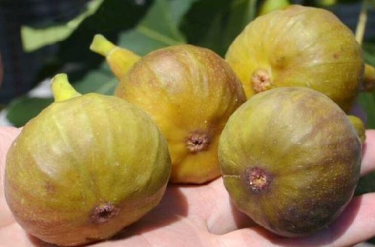 BORNHOLMS DIAMOND, kont.