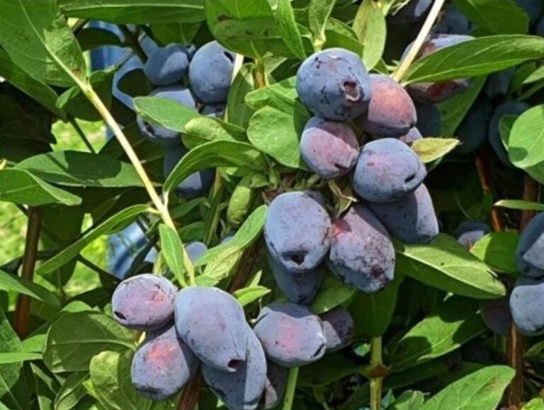 BLUE TREASURE, kont.