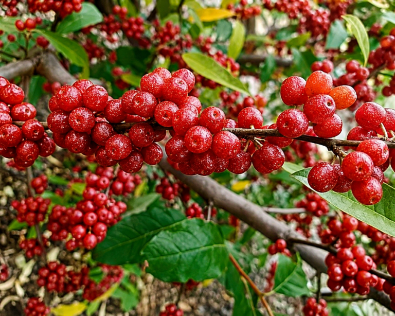 Hlošina JEWEL, kont.
