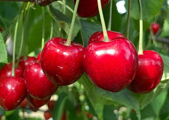 CLAUDIA, Gisela 5, kont.