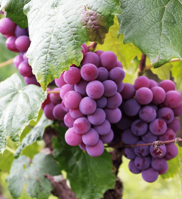 KONKORD ROSIJSKI, kont.