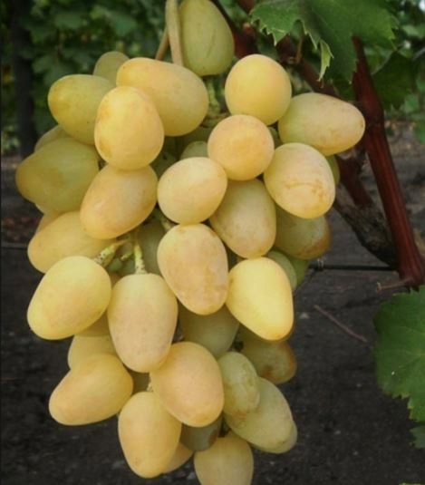 MONARCH PAWLOWSKIEGO (syn. CHRYZOLIT), kont.