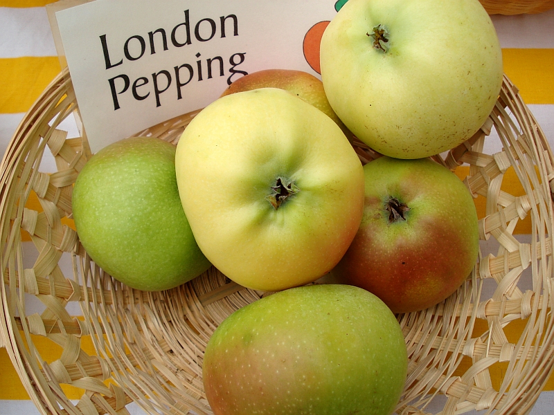 LONDON PEPPING (LONDÝNSKE), MM106