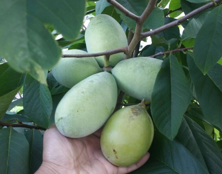 PAW PAW "SUSQUEHANNA", kont.