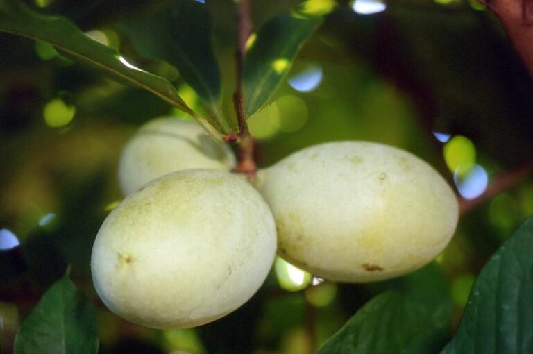 PAW PAW "RAPPAHANNOCK", kont.