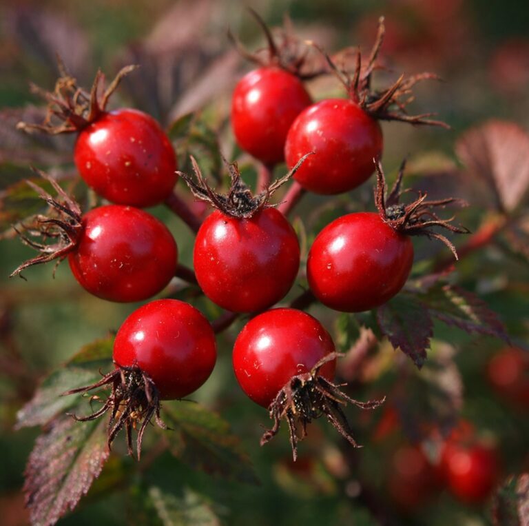 Rosa nitida TOPOLINA, kont.