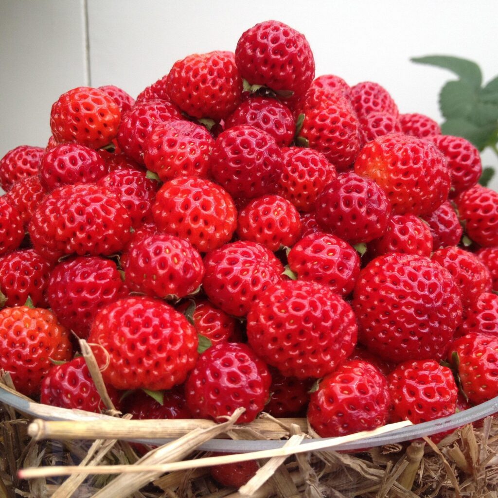 Jahoda FRAMBERRY RED DREAM, kont.
