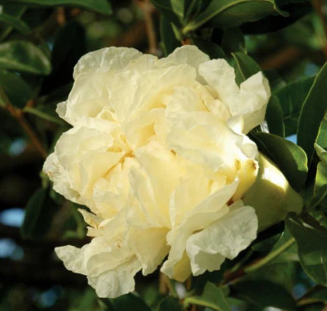 Punica granatum "HAKU BOTAN", kont.