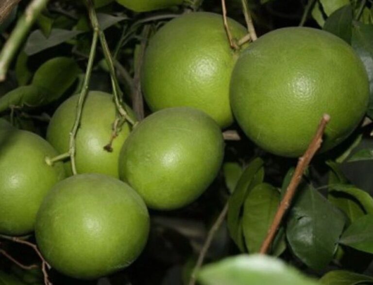 Citrus paradisi "BEZSEMJANYJ"