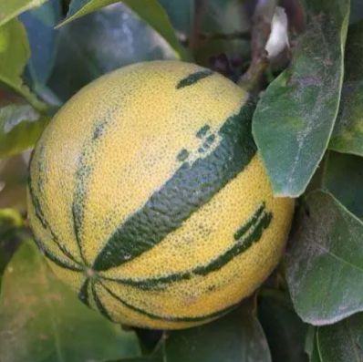 Citrus sinensis "COTIDIANA"